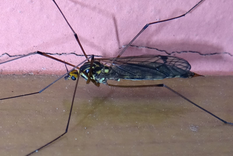 Nephrotoma cfr. quadrifaria, femmina - Tipulidae